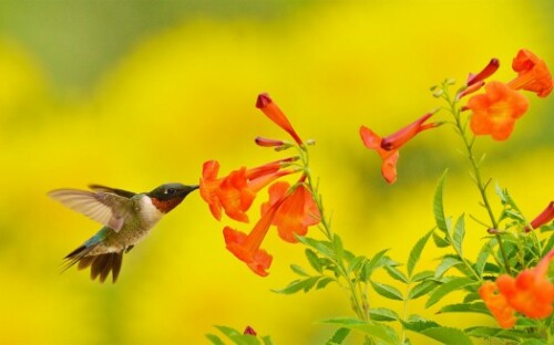 hummingbird is hovering and drinking from the flower hd animals t2