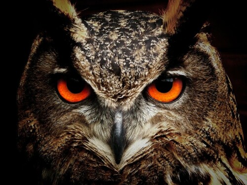 owl 50267 960 720